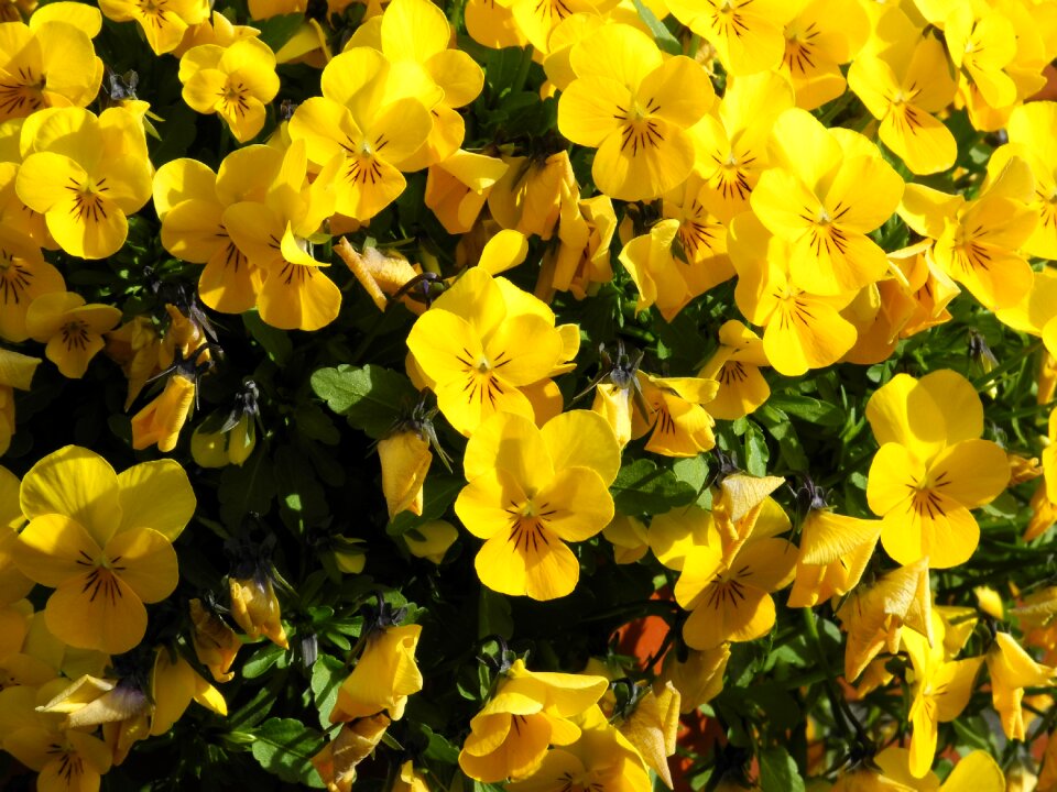 Ground cover garden spring