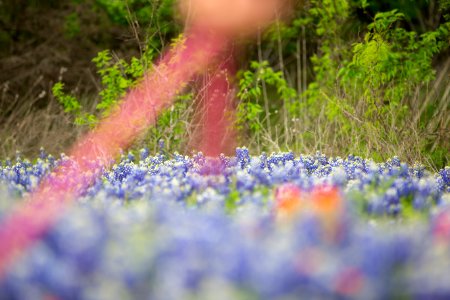 Ennis, United states, Texas