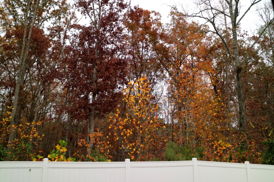 Woods, Nature, Trees