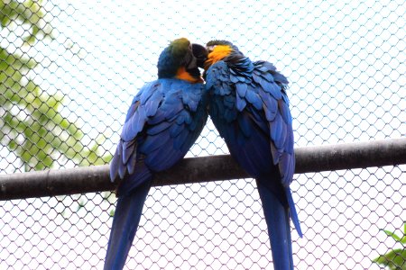 Macaw, Kiss, Kissing photo