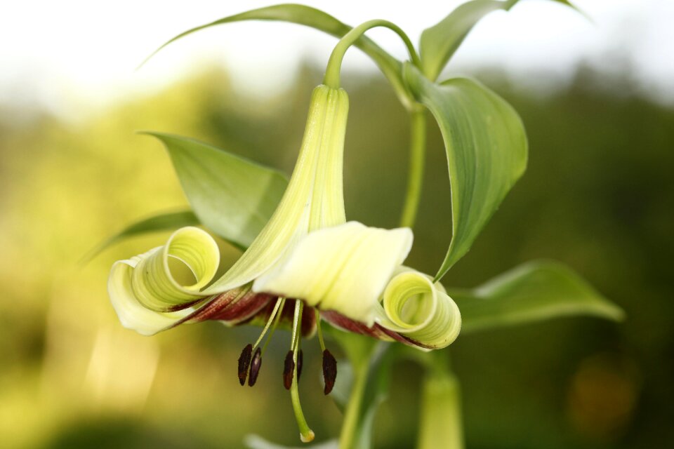 Lilium nepalense nepalinlilja flower
