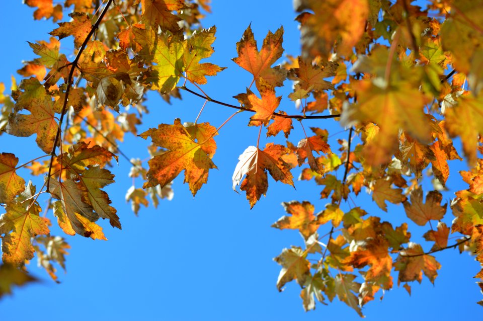 Toronto, Canada, Leaf