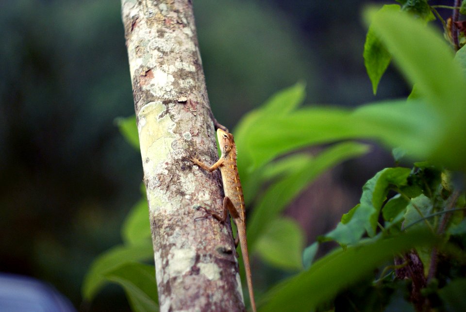 Ipoh, Malaysia, Lizard