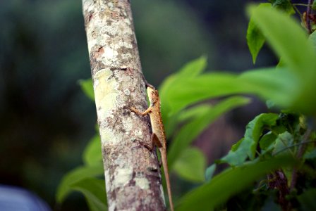 Ipoh, Malaysia, Lizard