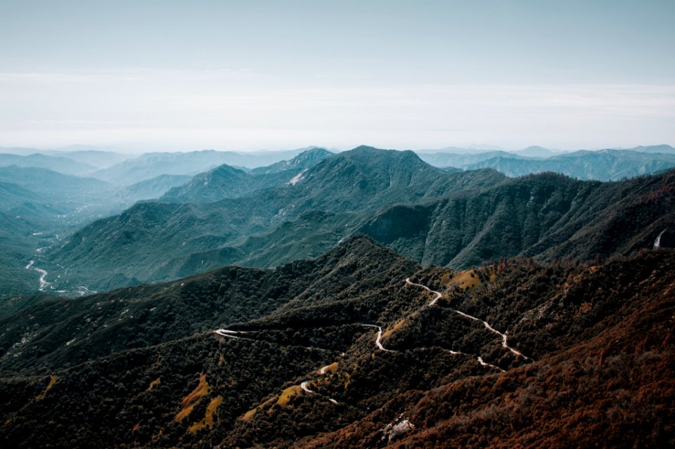 brown forest on mountain