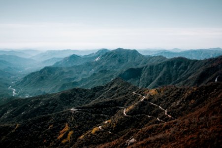 brown forest on mountain