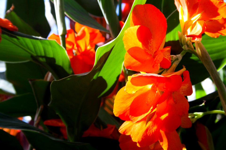 Vibrant, Flowers, Plants