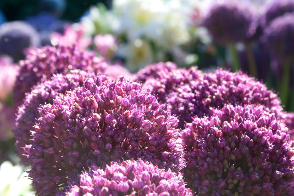 Allium, Nature, Purple