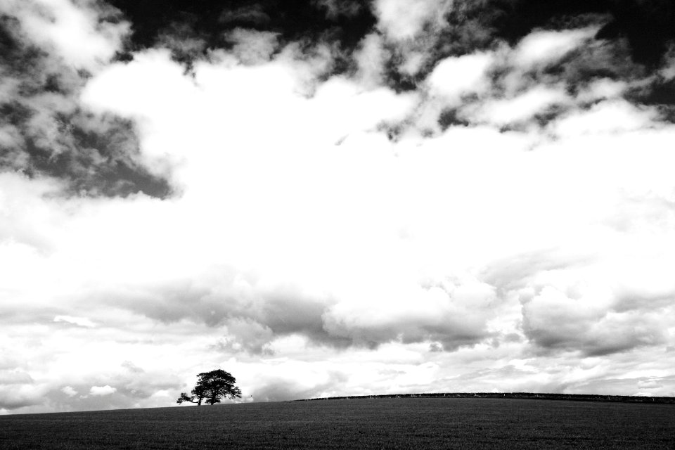 grayscale photo of a tree