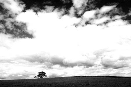 grayscale photo of a tree