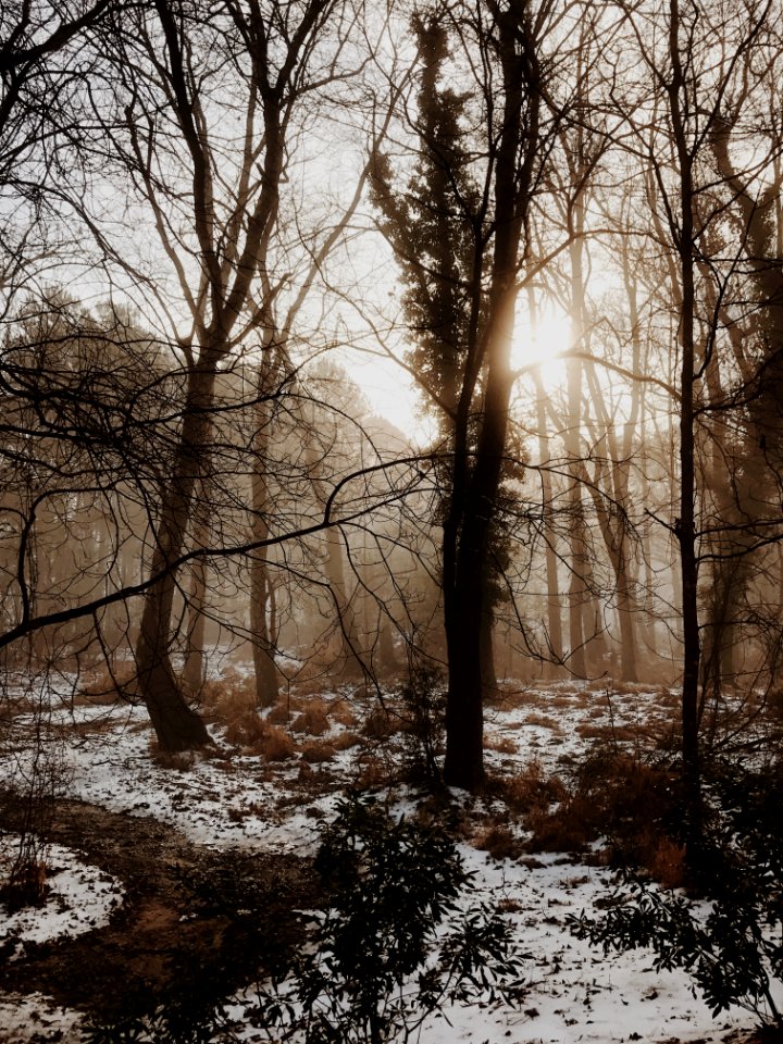 Cary, United states, Forest