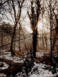 Cary, United states, Forest