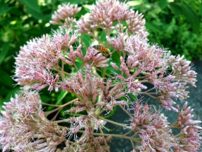 Wilmington, United states, Nature