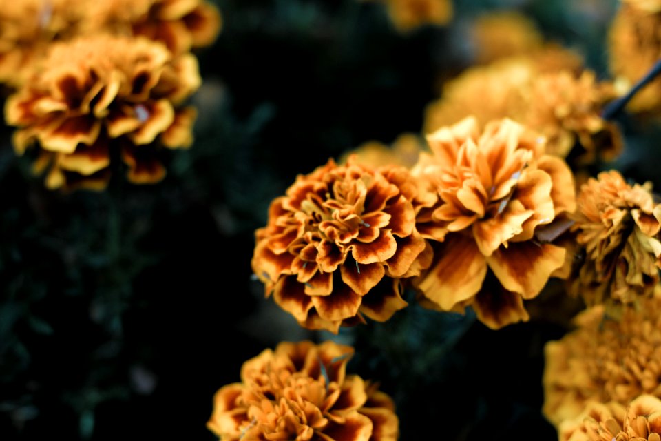 Photography, Color, Detail
