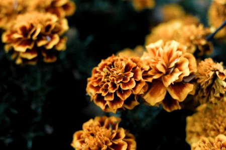 Photography, Color, Detail
