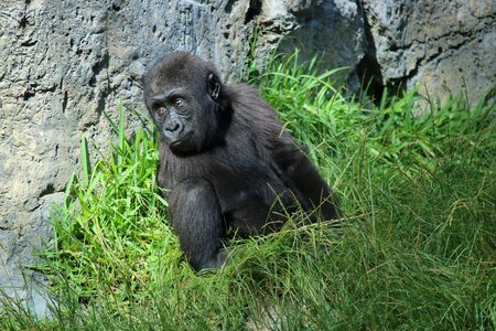 Gorilla baby san diego zoo