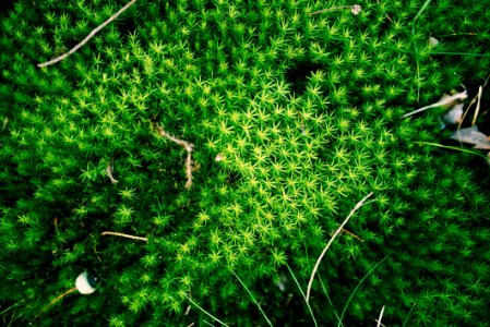 Life, Green, Nature