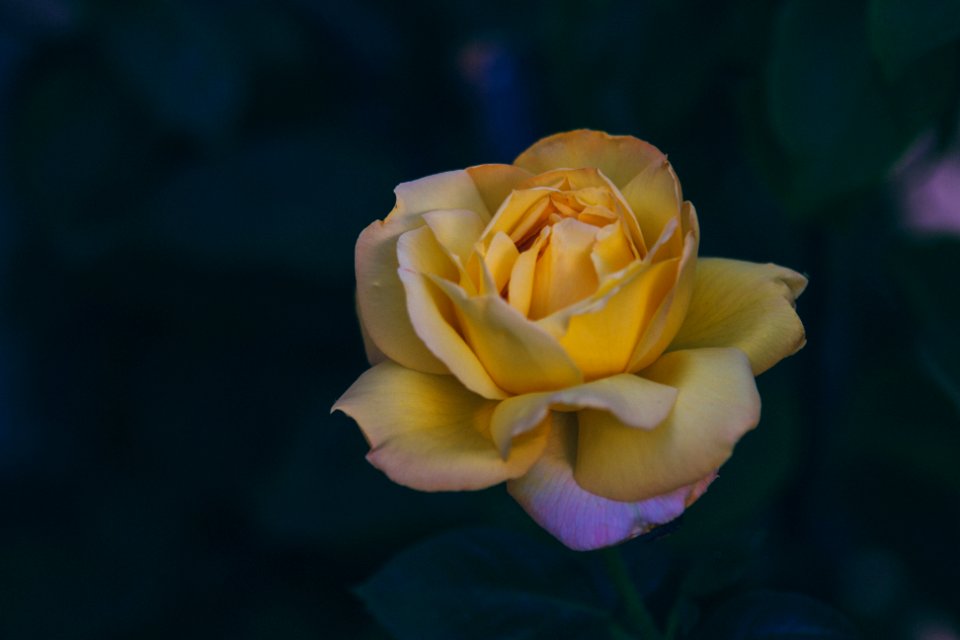 Mexico, General cepeda, Mexican rose