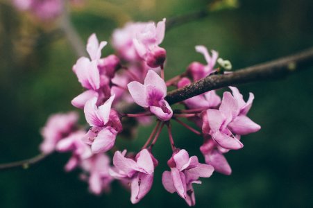 Abbeville, United states, Pink