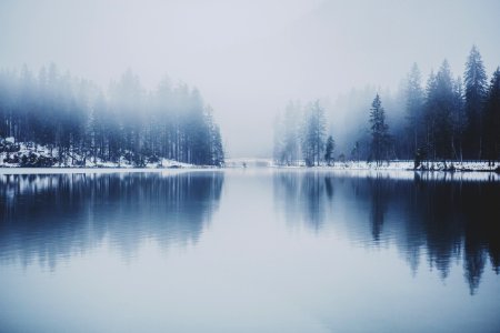 pine trees near water with fog photo