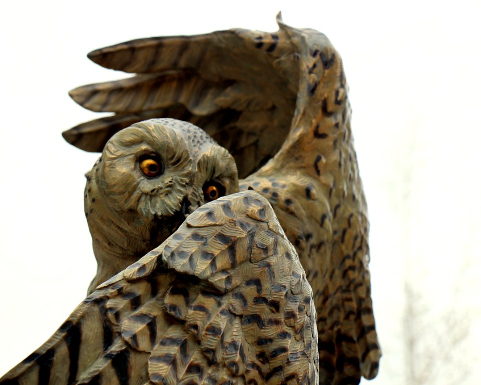 Sioux falls, United states, Owl