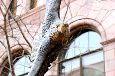 Sioux falls, United states, Eagle