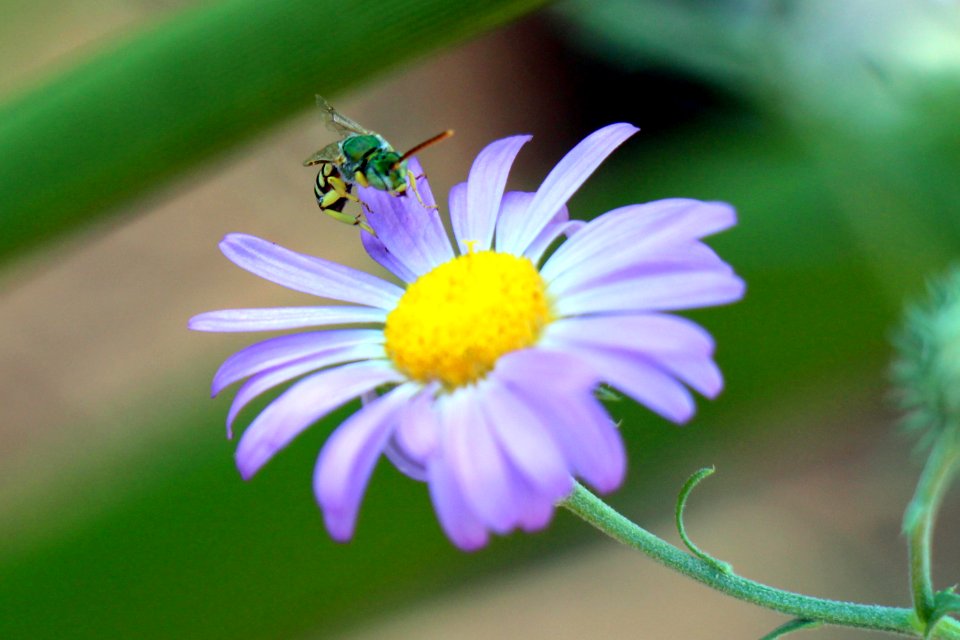 Desert botanical garden, Phoenix, United states