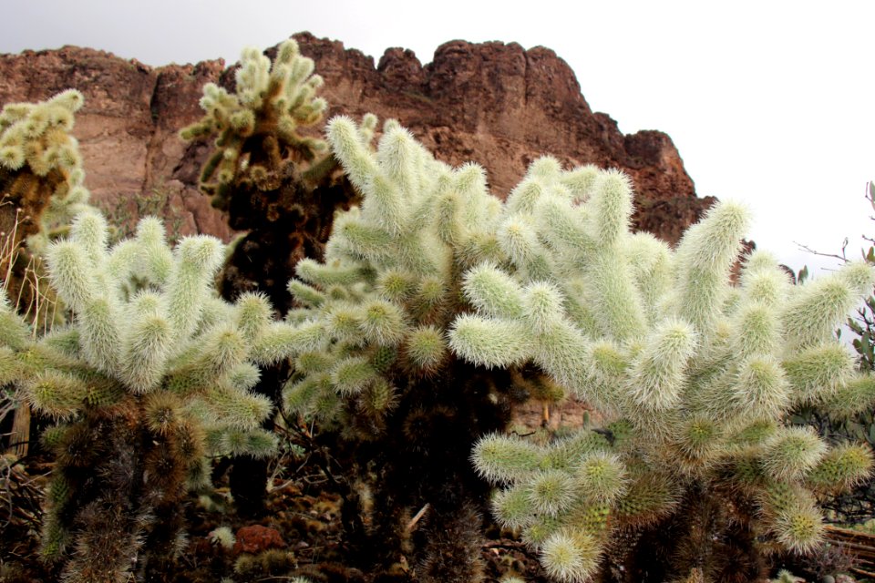 Gold canyon, United states, Desert