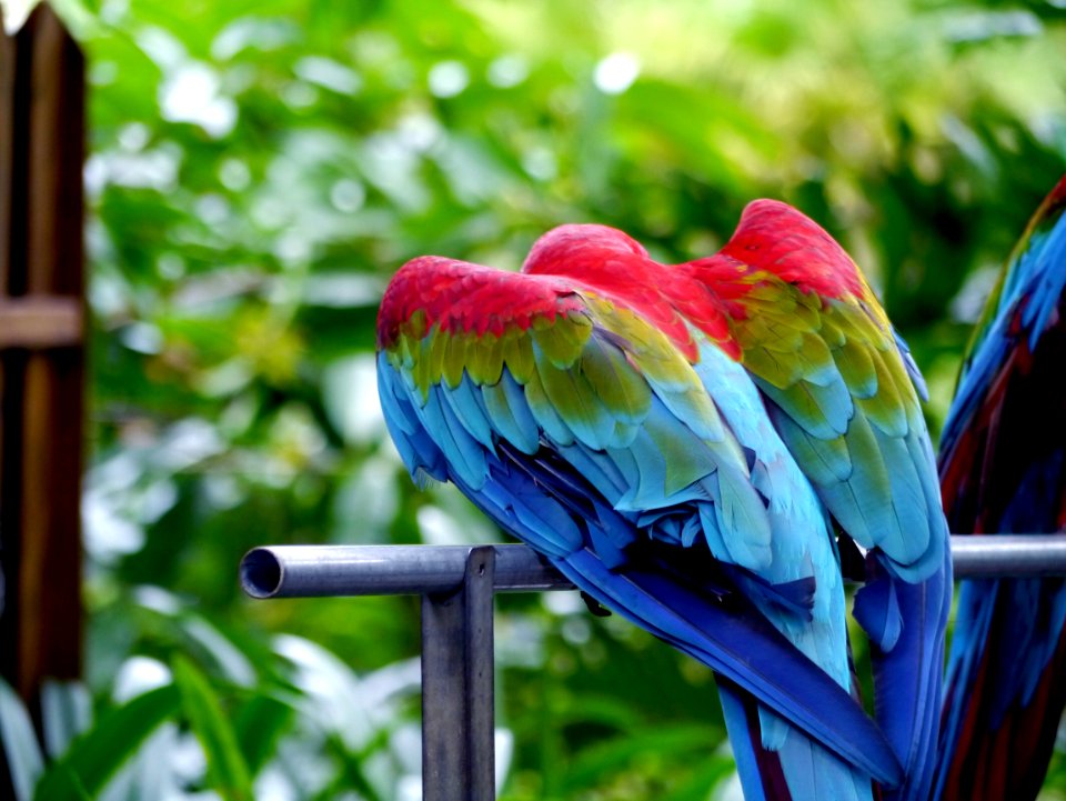 Hainan, China, Parrot