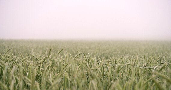 Grass nature wheat photo