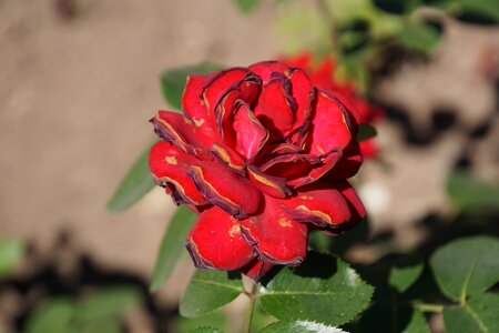 Red purple velvet