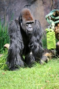 Zoo san diego silverback