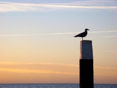 Oudeschild, Nederland, Birds