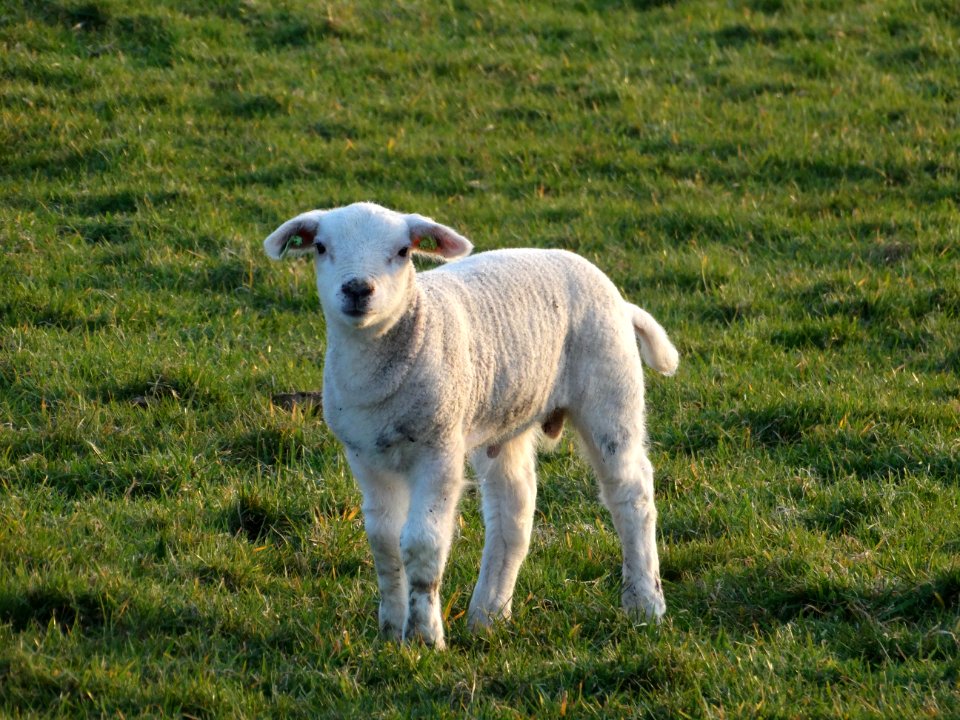 Texel, Netherland, Texelpics