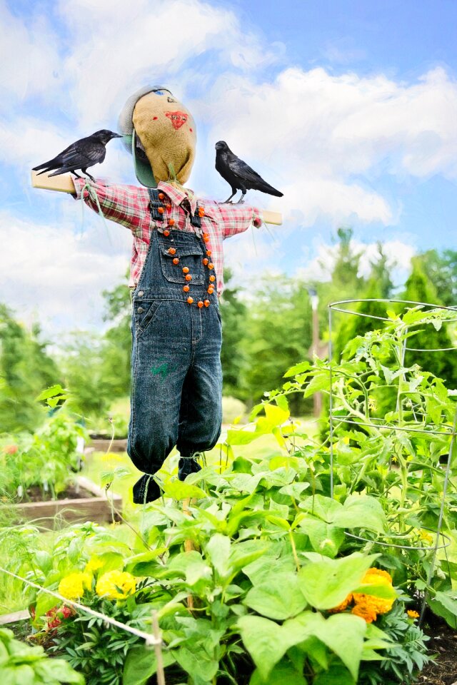 Bird decoration raven