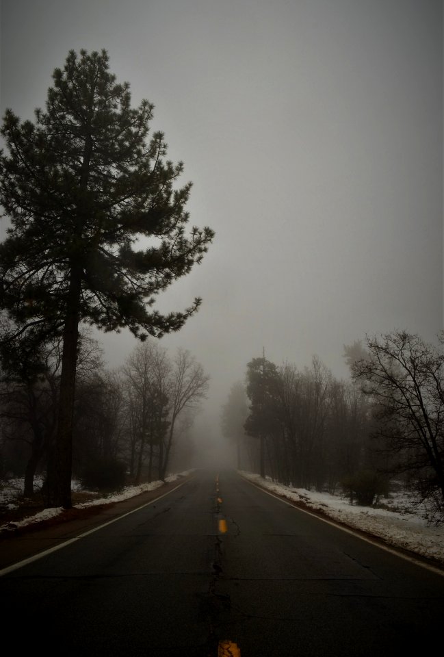 Laguna mountains, United states, Tall pine