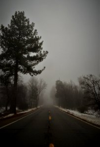 Laguna mountains, United states, Tall pine