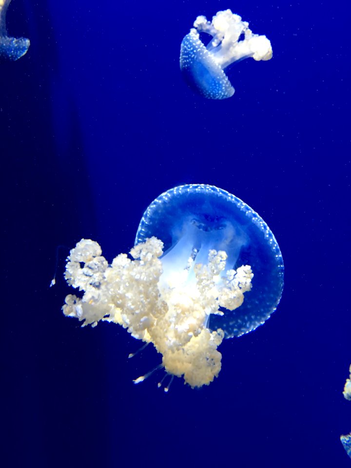 two jellyfish underwater