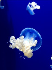 two jellyfish underwater photo