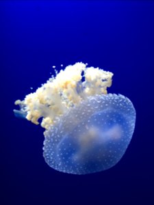 underwater photography of white jellyfish photo