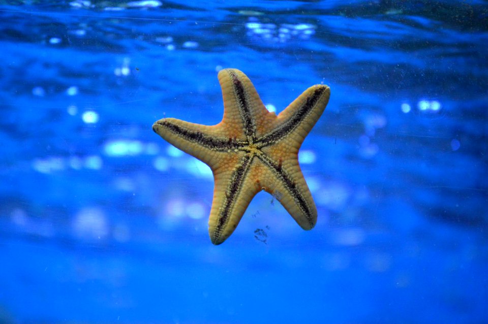 starfish on body of water