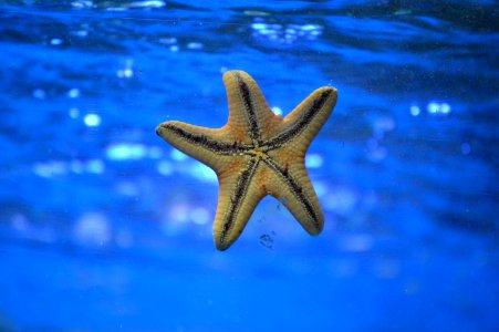 starfish on body of water