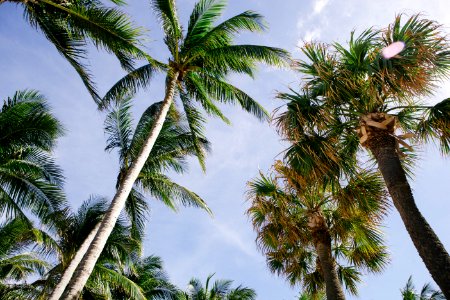 coconut trees and fan palm trees under cloudy sky