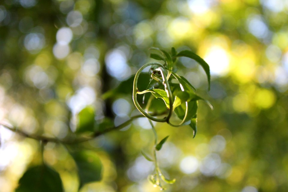 University of wisconsinmadison arboretum, Madison, United states