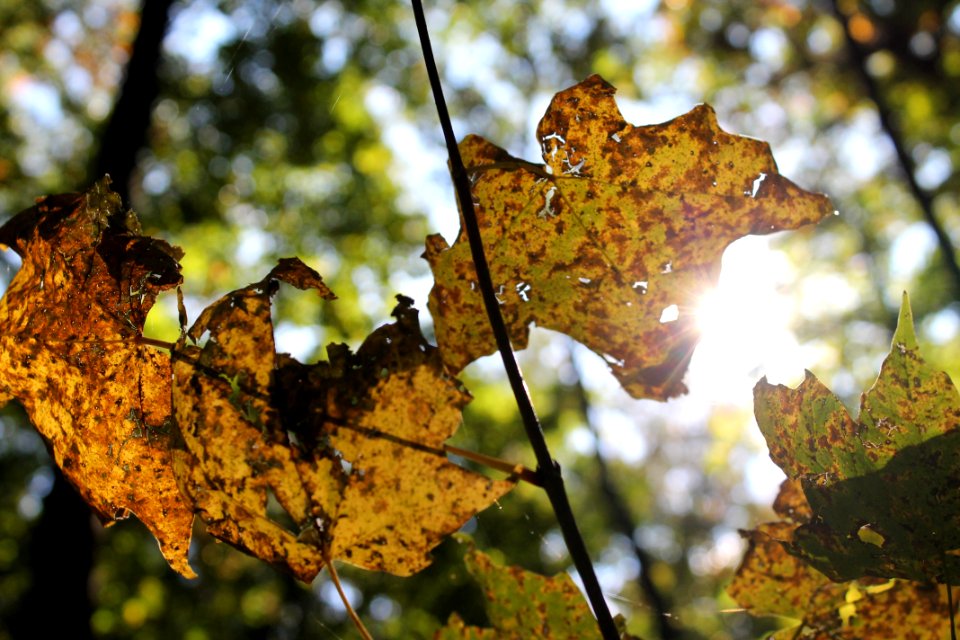 University of wisconsinmadison arboretum, Madison, United states