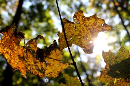 University of wisconsinmadison arboretum, Madison, United states