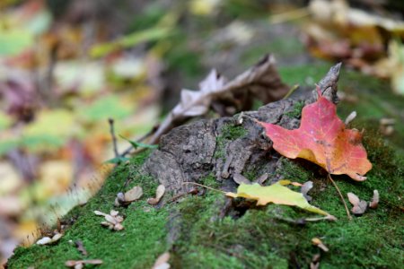 University of wisconsinmadison arboretum, Madison, United states photo