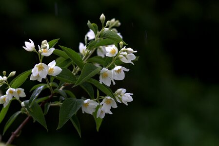 Rain flower plant photo