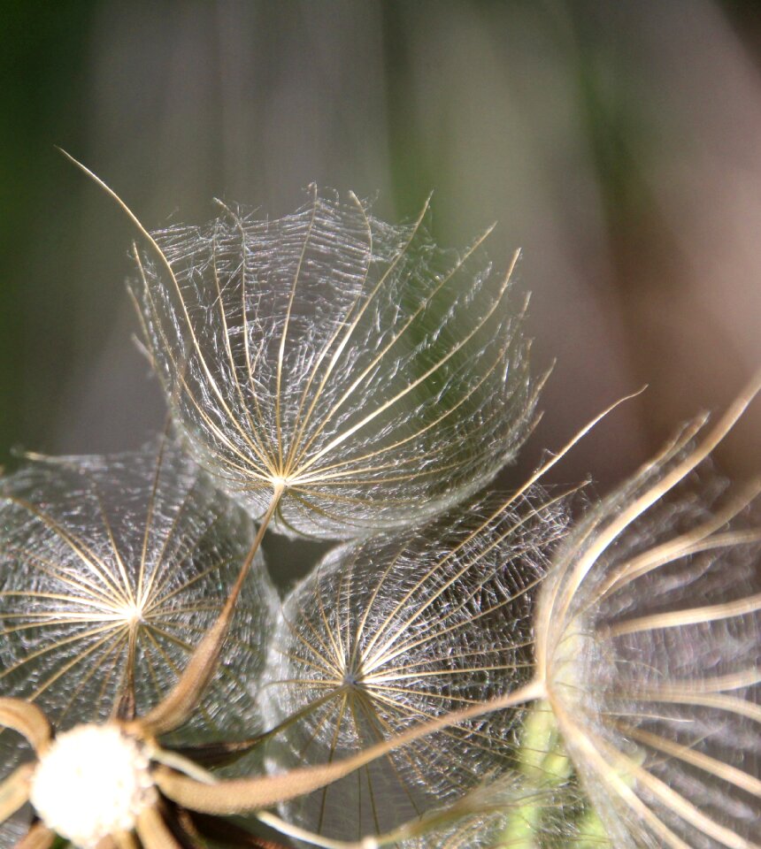 Dandelion screen Free photos