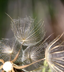 Dandelion screen Free photos